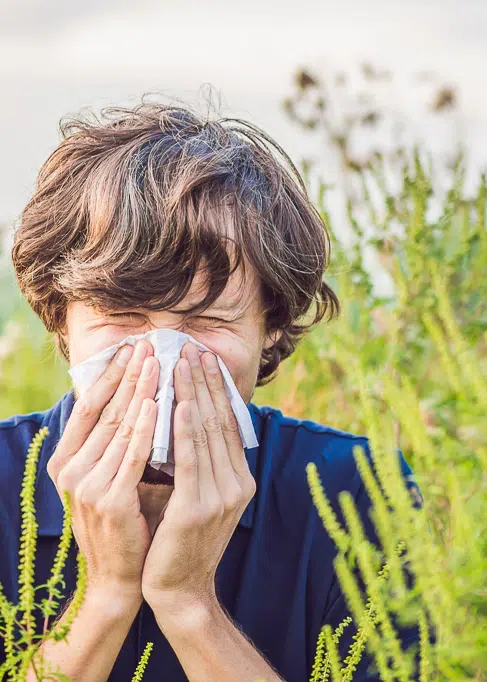 Guy with allergy to ragweed sneezing